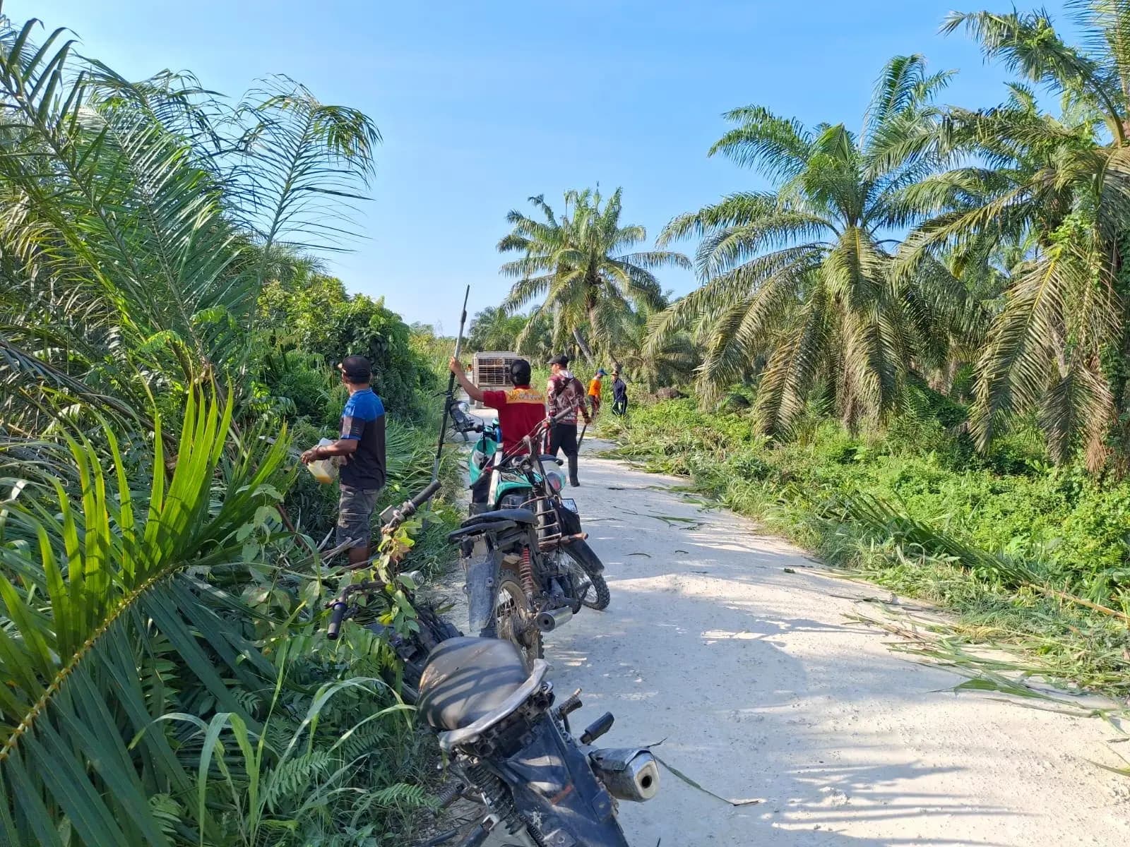 Panen Kelapa Sawit Bersama secara Gotong Royong