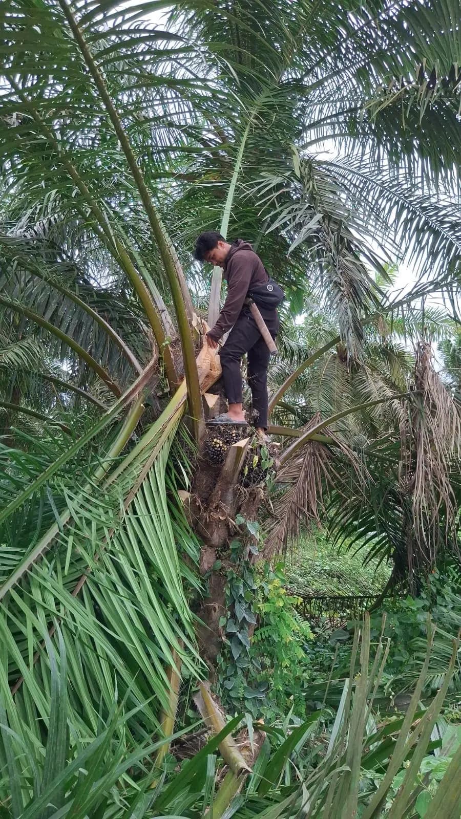 Pemanenan Kelapa Sawit oleh Petani Desa Bajawali